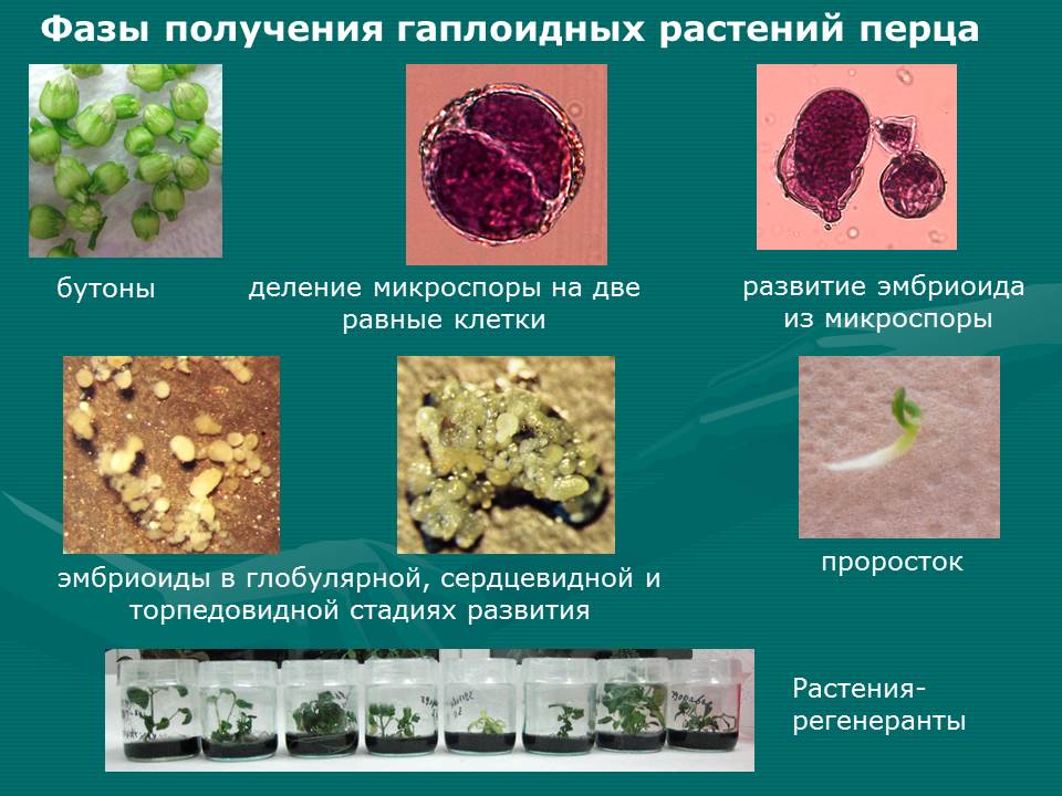 Из микроспоры свеклы обыкновенной в результате